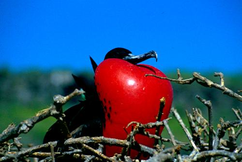 /Media/images/Product_Images/destinations/frigate bird.jpg